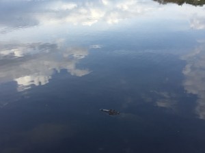Alligator swimming in clouds
